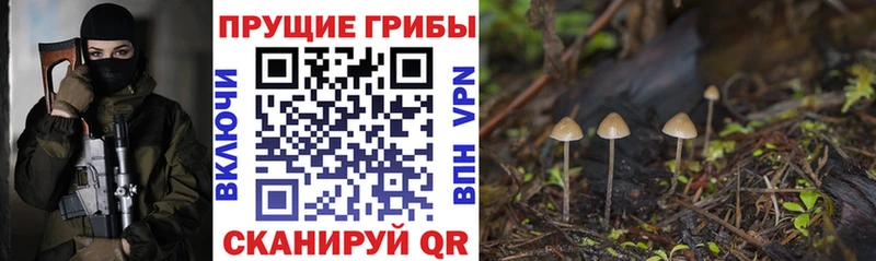 блэк спрут как зайти  Бавлы  Галлюциногенные грибы Psilocybine cubensis 